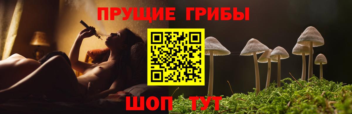 Псилоцибиновые грибы Psilocybe Тобольск